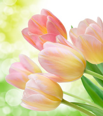 Panele Szklane Podświetlane  kwiaty tulipanów