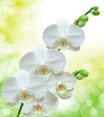 Naklejka na ściany i meble orchid flower