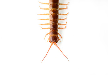 Centipede isolated
