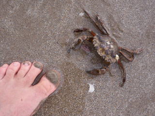 Crab at the beach