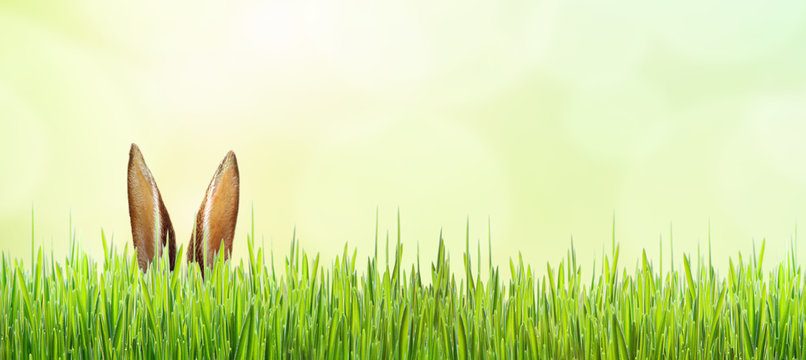 Osterhase versteckt im Gras