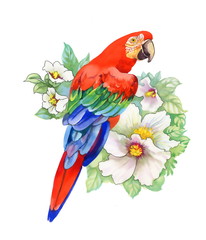 Obraz premium Parrot on flowers, isolated on white background
