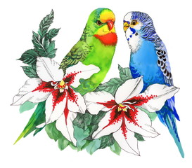 Parrots on flowers, isolated on white background