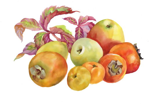 Painted autumn fruits and leaves on white background