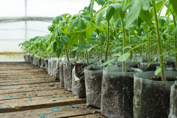 small tomato  plants in a greenhouse for transplanting