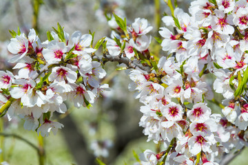 Closeup of a blossoming almond tree in full bloom