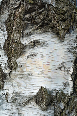 Obraz premium birch bark texture
