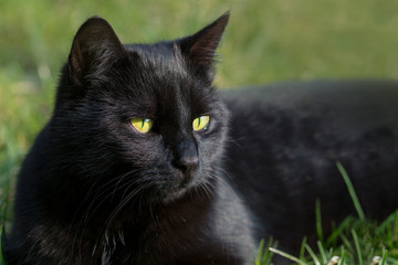 black cat in the grass, animal portrait with green background