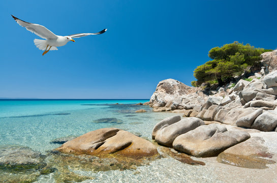 Seagulls over sea shore