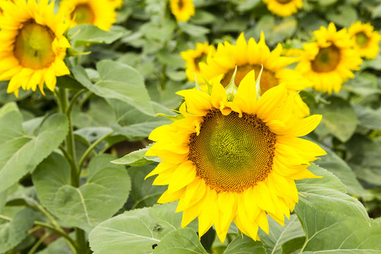 Large happy sunflower and sunflower oil crop