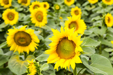 Obraz premium Large happy sunflower and sunflower oil crop
