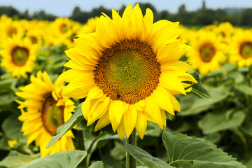Fototapeta premium Large happy sunflower and sunflower oil crop on a sunny day in t