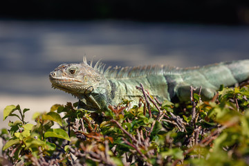 Green Iguana portrait sitting on branch