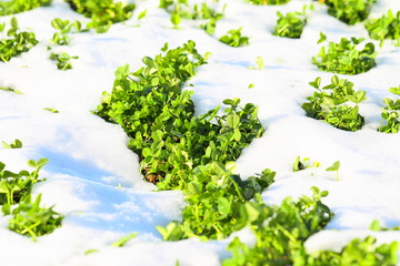 Obraz na płótnie Canvas Spring green grass in snow