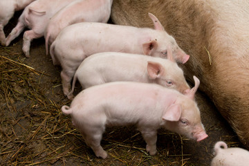 Little piglets