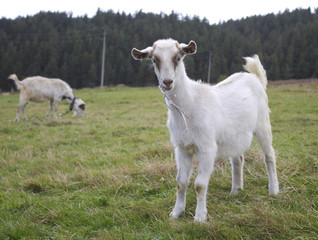 Fototapeta na wymiar White goat
