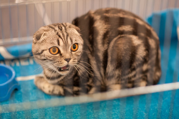 funny cat