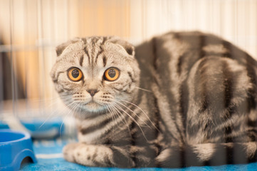 funny cat