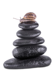 snails on balanced zen stones