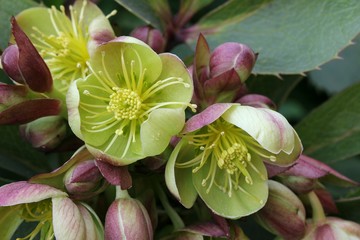 Helleborus