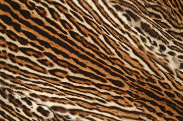 pelliccia di gattopardo americano