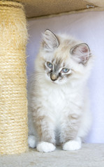 white puppy of cat, siberian breed