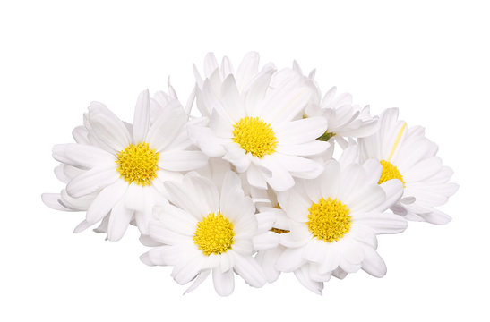 pile of chamomile flower isolated on white background