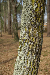 Tronc d'arbre en gros plan (chêne)