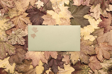 Naklejka na ściany i meble Autumn postcard