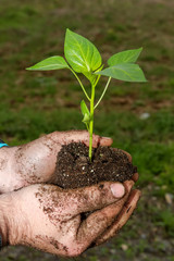 Man hands holding a green young plant. Symbol of spring and ecol