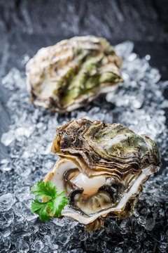 Tasty oyster in shell on crushed ice
