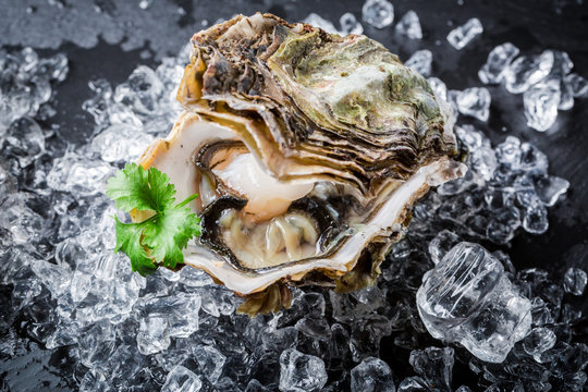 Delicious oysters on crushed ice