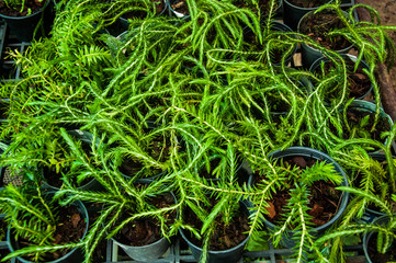 Young Beautiful Asplenium