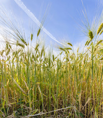 spica of wheat in corn field