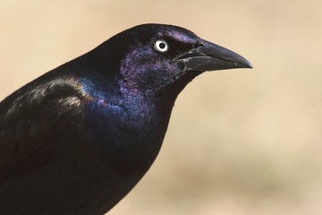 Common Grackle