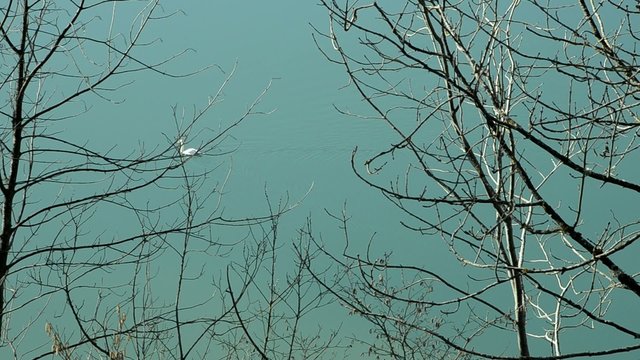 Cygnus Swan Cigno Cygne Svane Svanar Cisne Лебеди