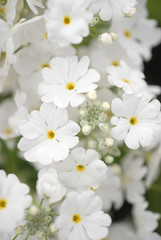 桜草　６月の花嫁をイメージ