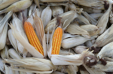 stack dried corn