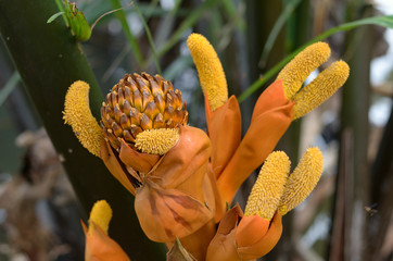 nypa palm  flower