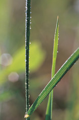 풀잎에 맺힌 이슬