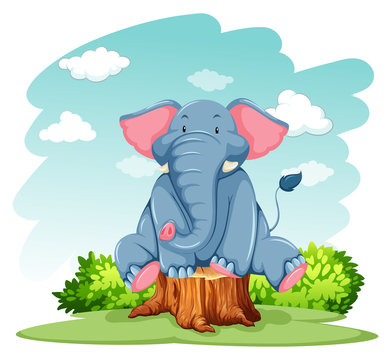 Elephant above the trunk