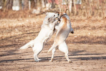 Two labradors playing in the park