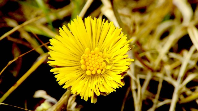 Huflattich, Heilpflanze, Bl&uuml;te im Fr&uuml;hjahr