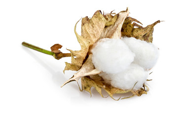 Fototapeta premium cotton - Gossypium hirsutum L. on white