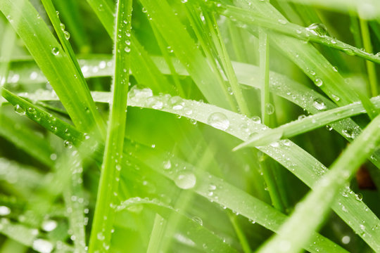 Green grass