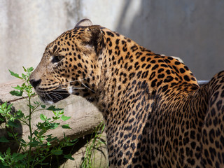 sri lanka leopard, Panthera pardus kotiya