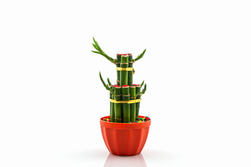 Young sprout of Ribbon dracaena tree.