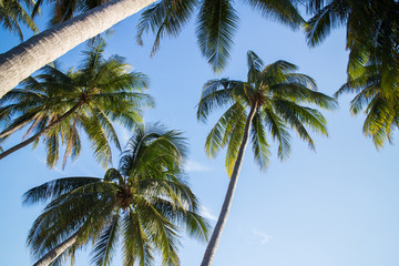 Fototapeta na wymiar palms over blue sky