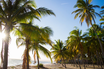 Obraz premium palms over blue sky