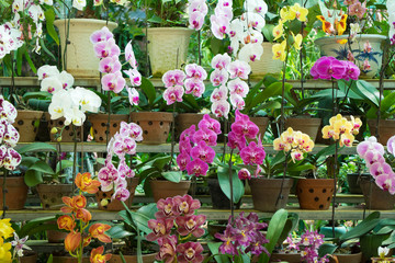 Fototapeta na wymiar orchid in the pots